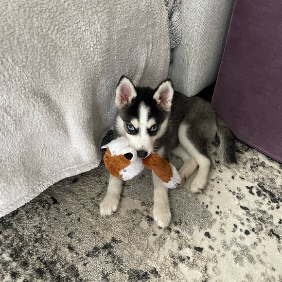 Meet your Posher, Candice - Picture 5 of 7